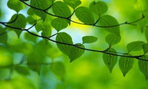 Кульбіда прогнозує потепління у 20-х числах березня