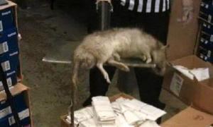 Іранські снайпери борються з навалою 5-кілограмових щурів