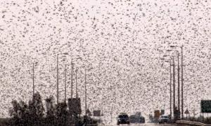 Ізраїль атакувала саранча, що прилетіла з Єгипту