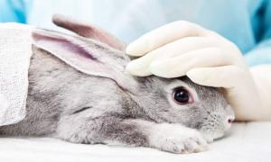 В Євросоюзі заборонили випробовувати косметику на тваринах