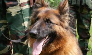 1200 службових собак виявляють наркотики на кордоні