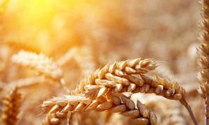 ЄБРР долучив Україну до «Зернової двадцятки» 