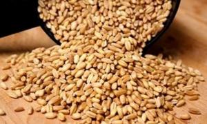 Аграрії продають ще не вирощений врожай, щоб отримати гроші на посівну