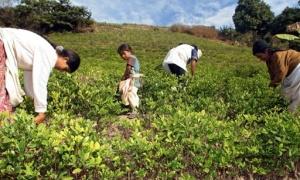 В джунглях Болівії знайшли найбільший завод з виробництва кокаїну