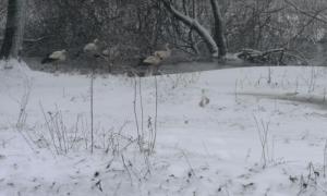 Мінприроди закликає допомогти лелекам, які повернулися в Україну