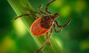 У США школа виплатить учениці понад 40 млн. доларів за укус кліща 