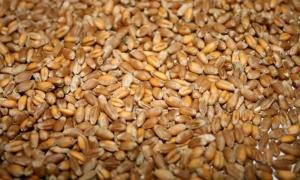 Україна експортувала понад 19 мільйонів тонн зернових