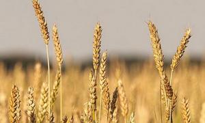 Три чверті Росії визнали несприятливими для ведення сільського господарства