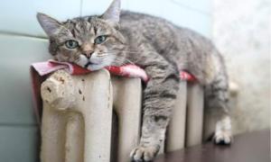 У Києві та Львові продовжать опалювальний сезон