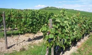 Міністр запевняє, що урожай фруктів і ягід від аномальної погоди не постраждав