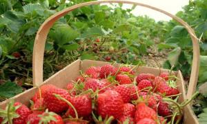 Поляки будуть вирощувати полуницю на Луганщині