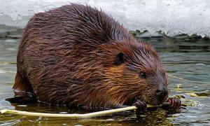 У Білорусі бобер загриз до смерті рибака