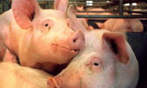 Україна скоротила імпорт свинини