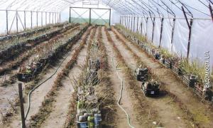 Садовод із Липин вирощування саджанців перетворив із захоплення на бізнес