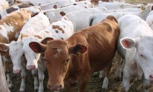 Поголів’я худоби в Україні зросло до 5,2 мільйона голів