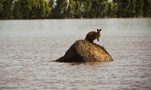Влада Австралії вирішила ввести податок на повінь