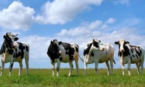 Поголів’я ВРХ в Україні складає 5,3 мільйона голів, свиней — 7,8 мільйона