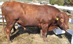 М’ясне скотарство занепадає через низькі закупівельні ціни