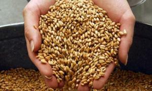 Україна збільшила експорт зернових на 2 мільйони тонн