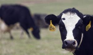 Від початку року держава спрямувала понад 70 млн. грн. на розвиток тваринництва