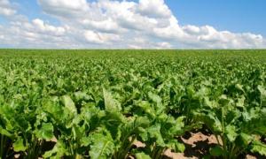 Цьогорічний урожай повністю забезпечить українців цукром