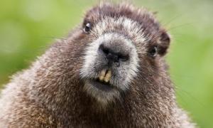 У Білорусі займуться переселенням бобрів