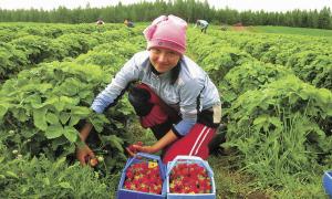 Де студенти можуть підзаробити влітку