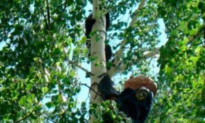 Рятувальники зняли з дерева юнака, який намагався врятувати кошеня