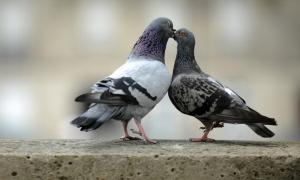 Брюссель буде застосовувати евтаназію до голубів