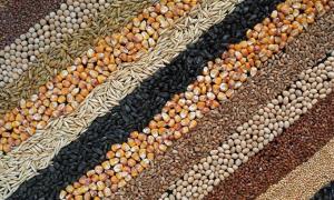 В Україні зростають інвестиції у виробництво високоякісного насіння