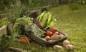 Держава економічно стимулюватиме виробництво органічної продукції