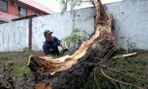 У Полтавській області сильний вітер викорчував дерева у кількох районах