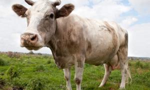 Підтримка тваринництва обійшлася держбюджету у 105 мільйонів за чотири місяці