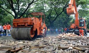 Філіппіни вирішили знищити п’ять тонн слонової кістки