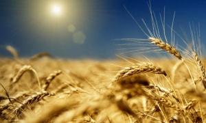 Цього сезону зберуть на 18% більше зерна, ніж минулого року