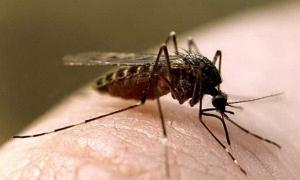 На Львівщині зареєстрували два випадки небезпечної хвороби, яку переносять комарі 