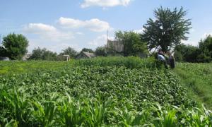 71-річна пенсіонерка біля дому вирощувала 400 кущів маку 