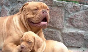 В Італії судять півсотні наркоторговців, які перевозили кокаїн у собаках