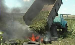 На Харківщині виявили незаконну плантацію конопель вартістю більше 1,2 мільярда