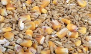 Аграрний фонд скуповує залишки пшениці на внутрішньому ринку