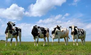 В Україні на 3,3% зросло поголів’я ВРХ