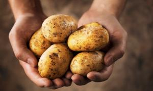 Холодні ночі загрожують врожаю картоплі та помідорів
