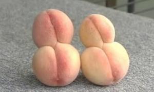 Через два роки після Фукусіми в Японії збирають овочі та фрукти-мутанти