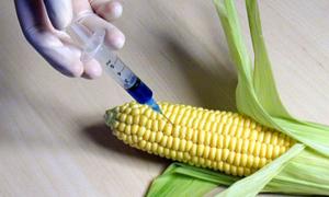 Україна може стати лідером з виробництва ГМО в Європі