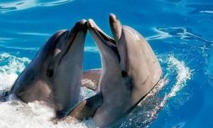 Дельфіни звертаються один до одного на ім’я