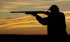 Влада суттєво збільшує штрафи за знищення тварин і птахів та вирубку дерев
