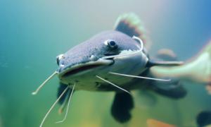 Лукашенко піймав сома вагою майже 60 кілограмів