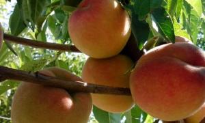Українські садоводи зібрали рекордний урожай персиків
