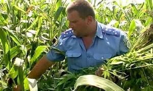 Міліціонери знайшли в кукурудзі конопляне поле