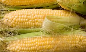 Україна увійде до трійки найбільших світових експортерів кукурудзи